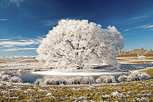 白霜,柳树,靠近,中心,奥塔哥,南岛,新西兰
