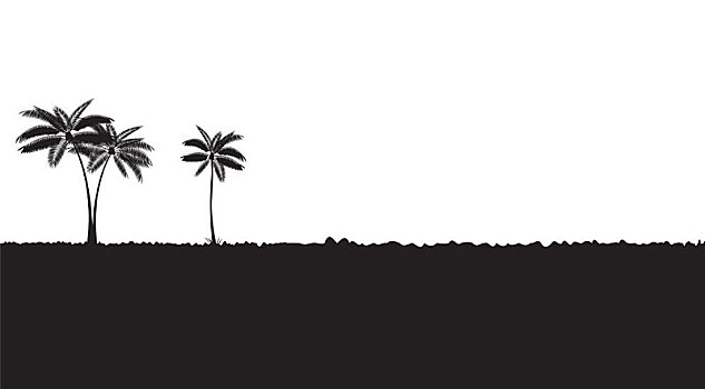 棕榈叶,矢量,白色背景,背景,插画