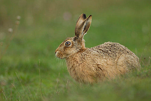 棕兔,欧洲野兔,警惕,地点,英格兰,英国,欧洲