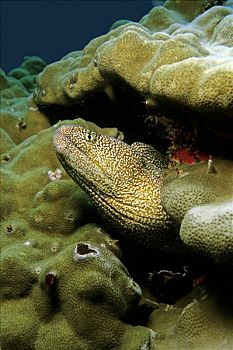 海鳗,裸胸鳝属,向外看,隐避处,阿曼,阿拉伯半岛,印度洋,亚洲