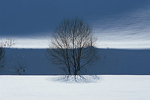 雪原,树,影子