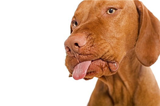 狗,伸舌头