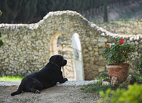 狗,盆栽,天竺葵,正面,石墙,花园