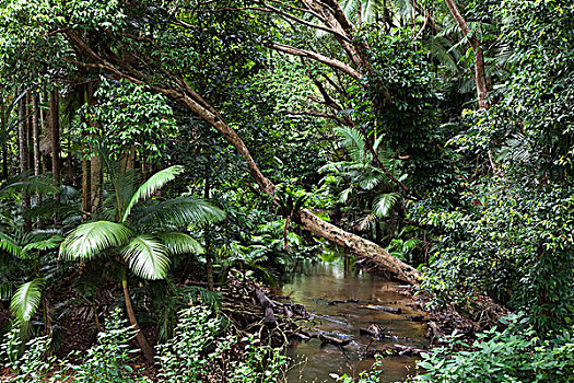 溪流,国家公园,北方,昆士兰,澳大利亚