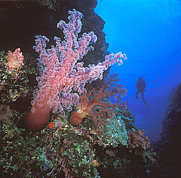 澳大利亚,珊瑚海,巨大,软珊瑚,树,潜水