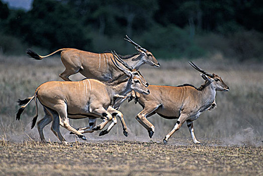 肯尼亚,马塞马拉野生动物保护区,牧群,普通,大羚羊,捻角羚,长角羚羊,跑,跳跃,靠近,堤岸,马拉河