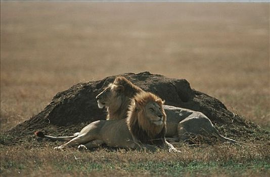 非洲狮,狮子,休息,靠近,蚁丘,塞伦盖蒂国家公园,坦桑尼亚