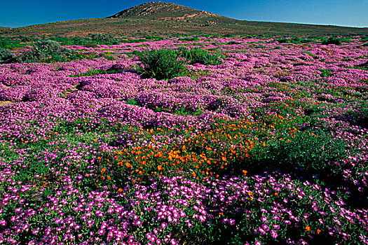 非洲,南非,纳马夸兰,橙色,紫色,雏菊