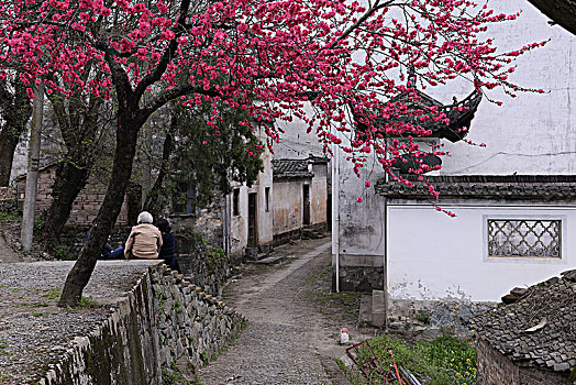 安徽,歙县,灵山,蜀源,新安江,山水画廊,深度,大洲源,周家村,蜘蛛顶,蜘蛛肚,梅花,桃花,油菜花,梨花,民居,梯田