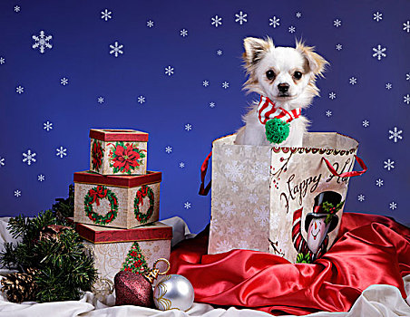 概念,可爱,小狗,圣诞礼物,包,宠物,狗
