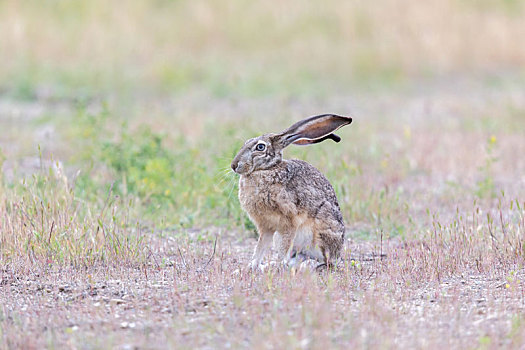 警惕,北美野兔,兔属