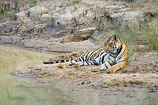 孟加拉虎,虎,岸边,班德哈维夫国家公园,印度