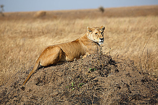 非洲狮,狮子,女性,暸望,塞伦盖蒂国家公园,坦桑尼亚,非洲