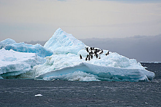 南极,布朗布拉夫,阿德利企鹅,冰山