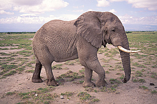 非洲,肯尼亚,国家公园,非洲象