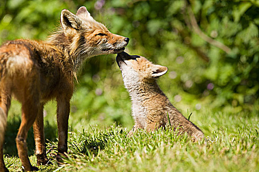 红狐,狐属,一个,幼仔,靠近,阿拉斯加,半岛,假的,西南方,美国