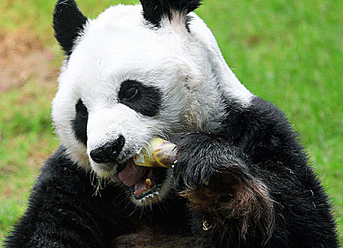 熊猫,吃