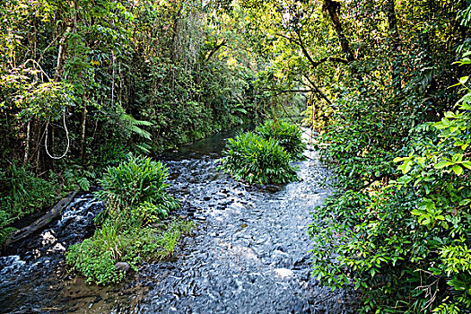 溪流,阿瑟顿高原,昆士兰,澳大利亚
