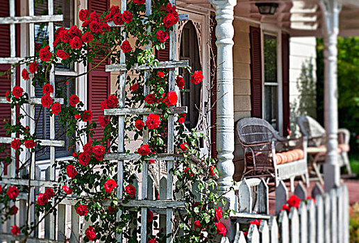 红玫瑰,维多利亚时代风格,门廊