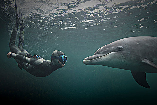 女人,自由潜水,宽吻海豚,杜林,爱尔兰