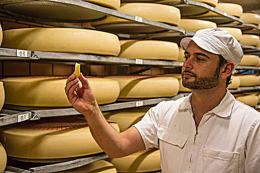 奶酪,芝士乳制品,伯恩,瑞士