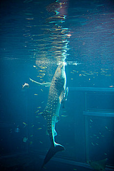 鲸鲨,在水族馆,坦克