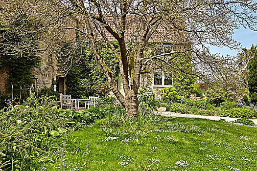草坪,树,花园,老,英国,郊区住宅