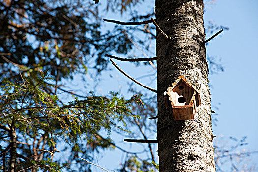 树林里的人工制作的鸟巢