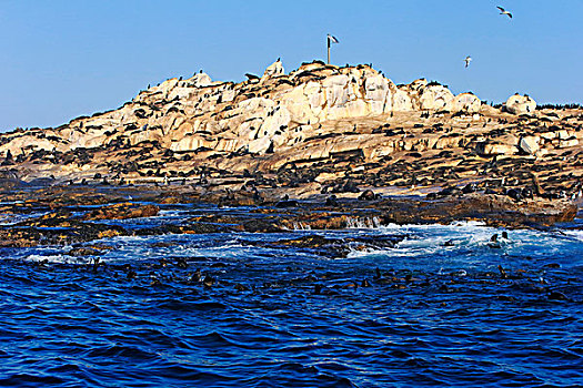 海豹,生物群,海豹岛,西海角,南非,非洲