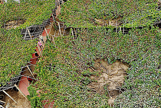 河北宣化城市传统葡萄园内漏斗形葡萄架