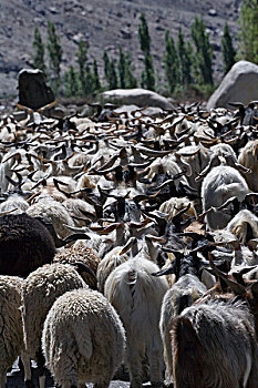 放牧,绵羊,喀喇昆仑,拉达克,印度