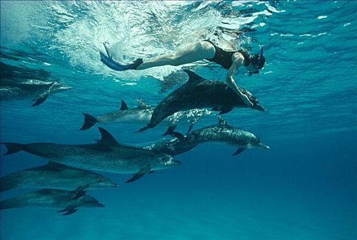 女性,水下呼吸管,游动,大西洋点斑原海豚,花斑原海豚,群体,巴哈马