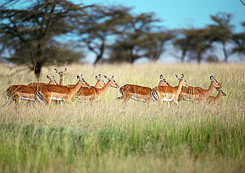 牧群,普通,黑斑羚,草地,坦桑尼亚,非洲
