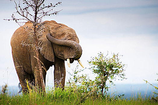 大象,象鼻,扭曲,上方,脸,遮盖,眼睛,耳,秋天,国家公园,乌干达