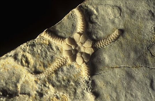 棘皮动物,化石,三叠纪,时期,西班牙