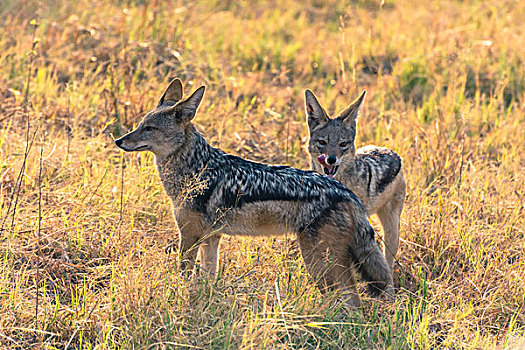 博茨瓦纳,乔贝国家公园,萨维提,黑背狐狼,黑背豺,看,狮子,吃
