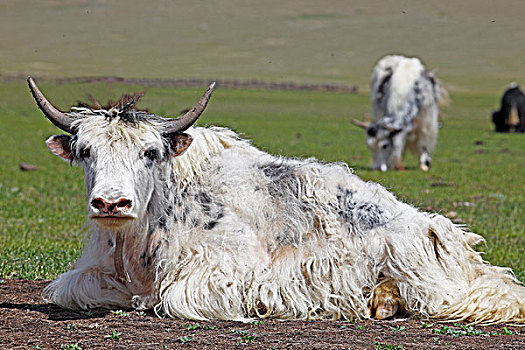 牦牛,围绕,草地,北方,草原,后杭爱省,蒙古,亚洲