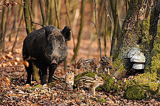 野猪,母猪,小猪,围挡,北莱茵-威斯特伐利亚,德国,欧洲