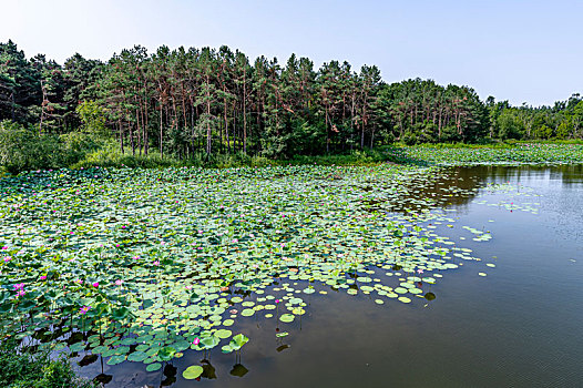 荷花盛开的中国长春净月潭国家森林公园风景