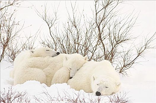 母兽,北极熊,睡觉,幼兽,丘吉尔市,曼尼托巴,加拿大