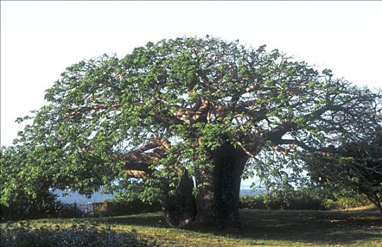 肯尼亚,猴面包树