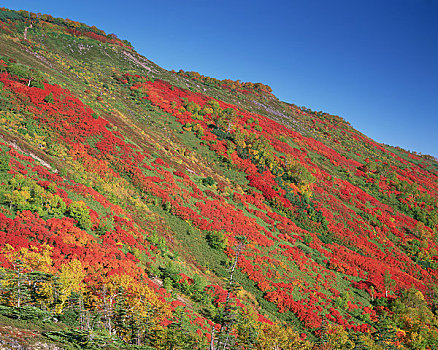 秋叶,山