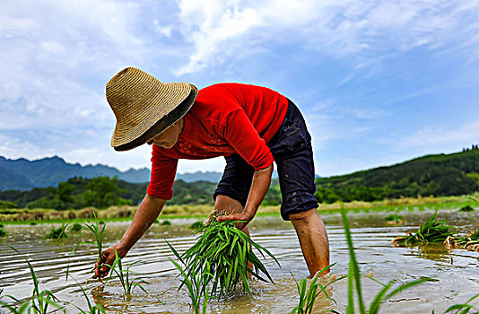种植水稻