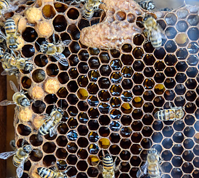 蜜蜂,家,蜂场