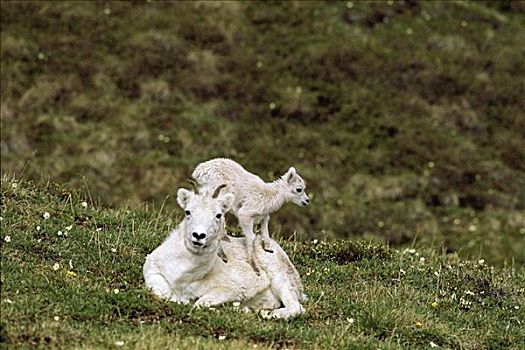 野大白羊,母羊,德纳里峰国家公园,室内,阿拉斯加,夏天