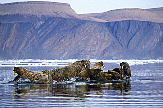 海象,浮冰,亚历山大,峡湾,艾利斯摩尔岛,加拿大,极北地区