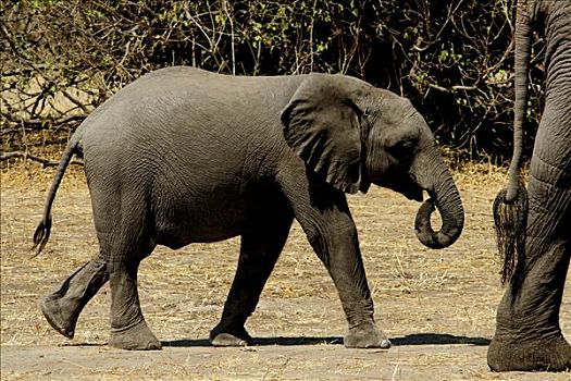 非洲象,幼兽,跟随,母兽,走,树林,乔贝国家公园,博茨瓦纳