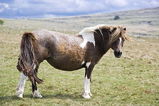 小马,荒野,达特姆尔高原,德文郡,英格兰