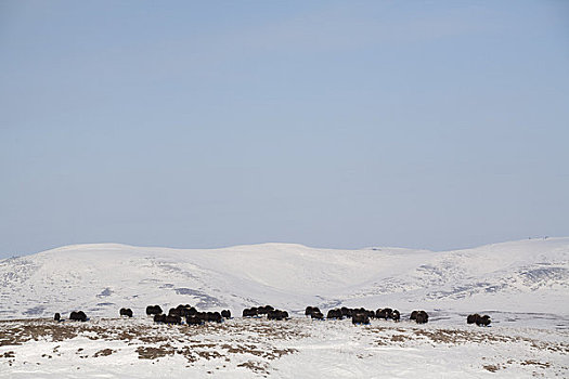 麝牛,牧群,风吹,冬天,半岛,靠近,阿拉斯加