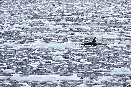 逆戟鲸,游动,雷麦瑞海峡,南极